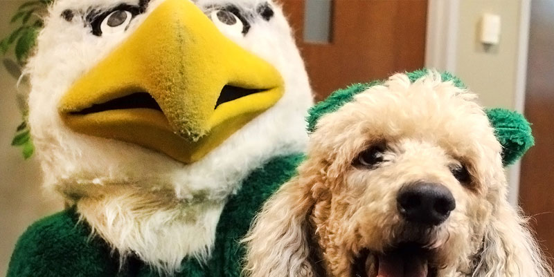 Resources for faculty and staff