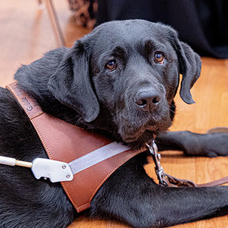 Black Lab Service Dog